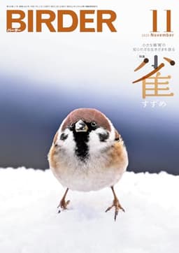 BIRDER（バーダー）2025年11月号　雀（すずめ）
