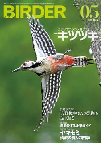 BIRDER（バーダー）2026年5月号　つついてコツコツ森づくり　キツツキ