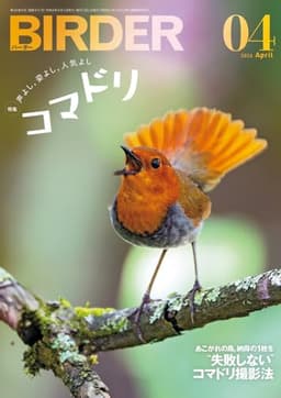 BIRDER（バーダー）2026年4月号　声よし、姿よし、人気よし　コマドリ