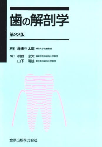 歯の解剖学