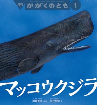 マッコウクジラ (かがくのとも2025年1月号)