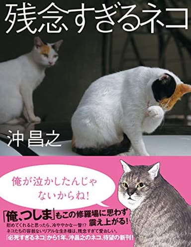 残念すぎるネコ