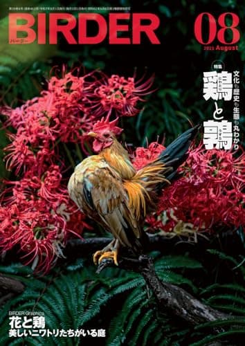 BIRDER（バーダー）2025年8月号　鶏（ニワトリ）と鶉（ウズラ）